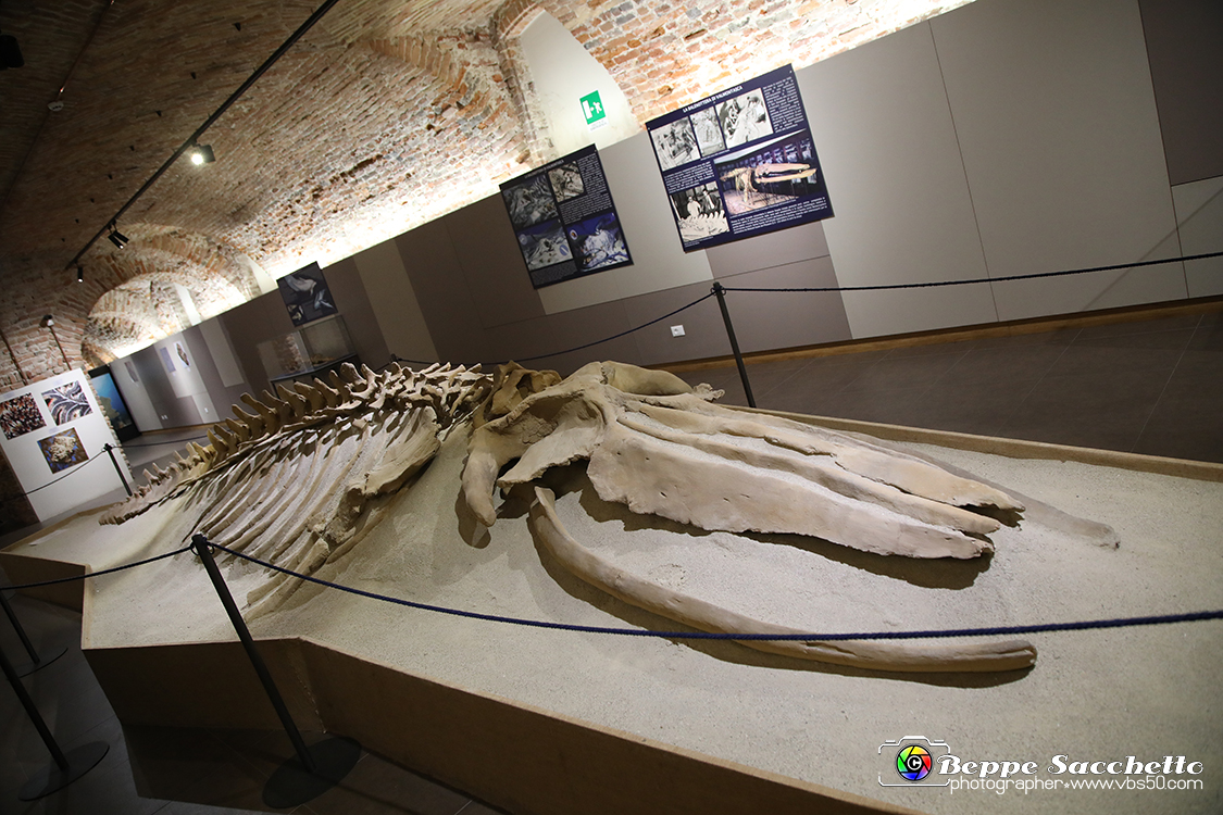 VBS_9122 - Museo Paleontologico - Asti.jpg